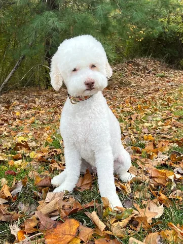 skyliedoodle Instagram post about Long term pet companionship