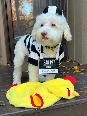 skyliedoodle Instagram post about Halloween pet costume