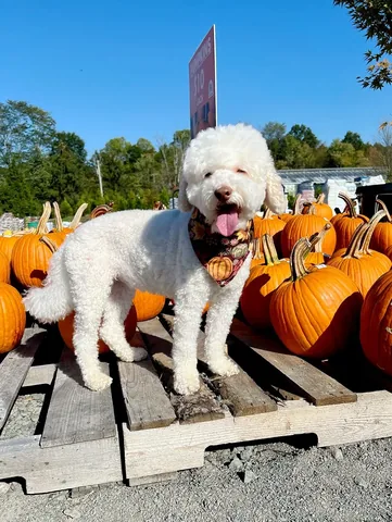 skyliedoodle Instagram post about Halloween celebration