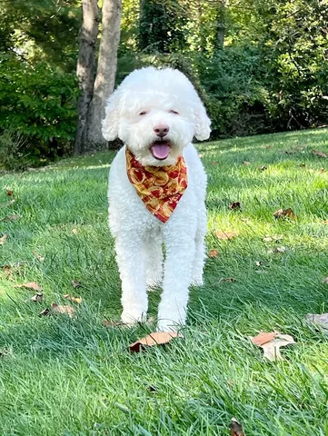 skyliedoodle Instagram post about Pumpkin patch outing