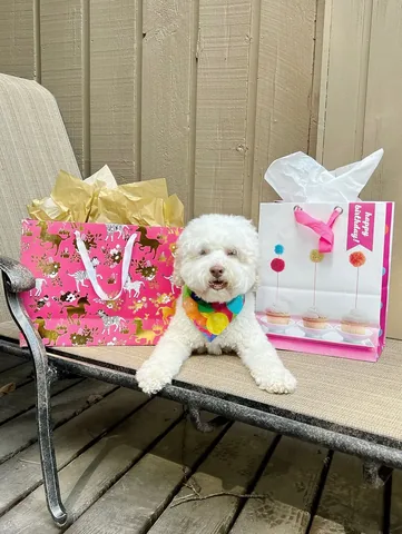 skyliedoodle Instagram post about Dog birthday celebration