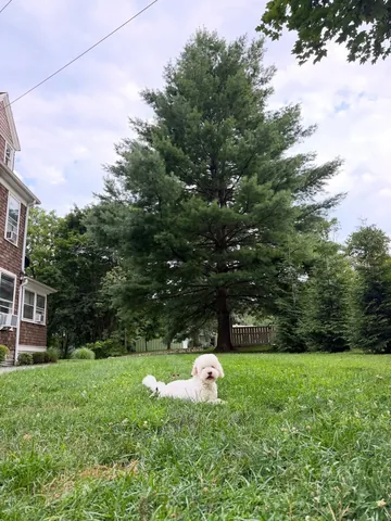 skyliedoodle Instagram post about Dog playtime