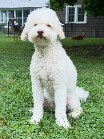 skyliedoodle Instagram post about Wildlife encounters
