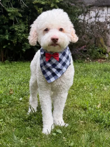 skyliedoodle Instagram post about American Independence Day