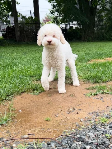 skyliedoodle Instagram post about Dog mischief