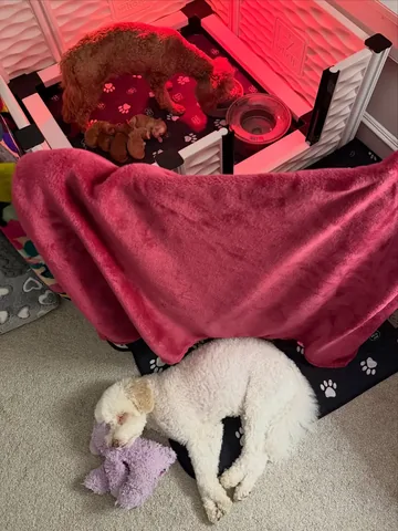 skyliedoodle Instagram post about Protective dog behavior