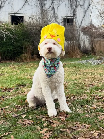 skyliedoodle Instagram post about Easter celebration