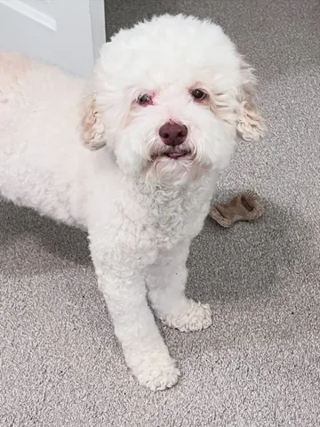 skyliedoodle Instagram post about Dog grooming and mischief