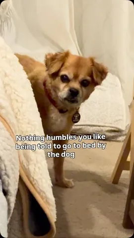 smooshy_mooshy Instagram post about Dog ownership