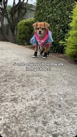 smooshy_mooshy Instagram post about Dog fashion