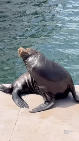 staceysolomon Instagram post about Sea lions