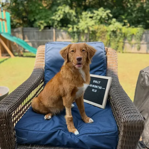 stellatheborderaussie Instagram post about Dolly’s growth