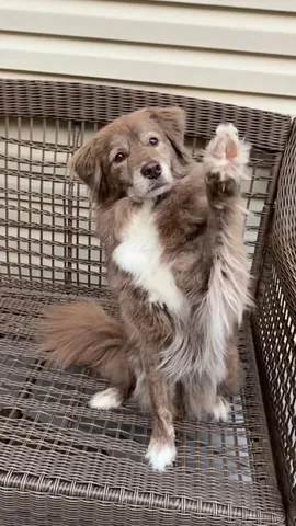stellatheborderaussie Instagram post about Dog tricks