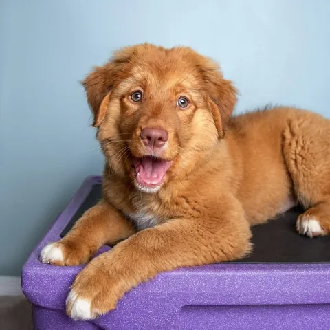 stellatheborderaussie Instagram post about National Puppy Day