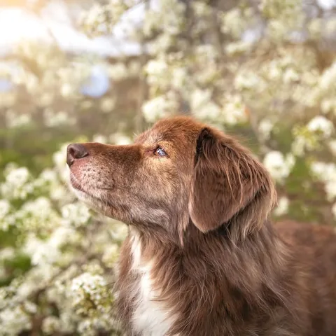 stellatheborderaussie Instagram post about Spring outdoors