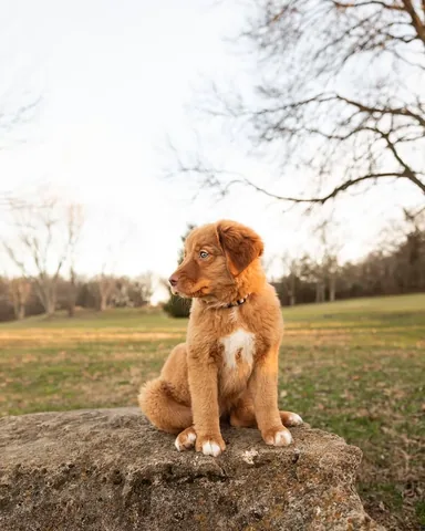 stellatheborderaussie Instagram post about Dolly’s future activities