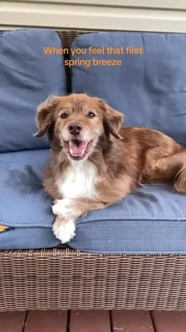 stellatheborderaussie Instagram post about Dogs enjoying spring
