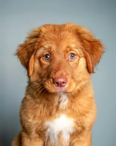 stellatheborderaussie Instagram post about Dolly’s portrait