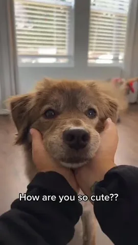 stellatheborderaussie Instagram post about Dog tricks