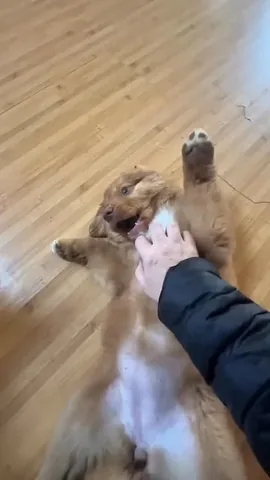 stellatheborderaussie Instagram post about Dolly’s introduction