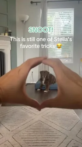 stellatheborderaussie Instagram post about Dog trick