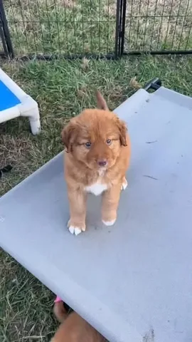 stellatheborderaussie Instagram post about Puppy siblings
