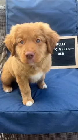 stellatheborderaussie Instagram post about Puppy cuteness