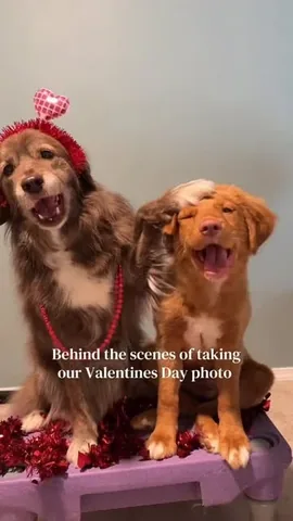 stellatheborderaussie Instagram post about Dog companionship