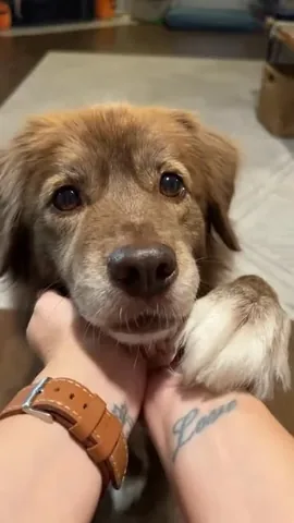 stellatheborderaussie Instagram post about Dog portrait