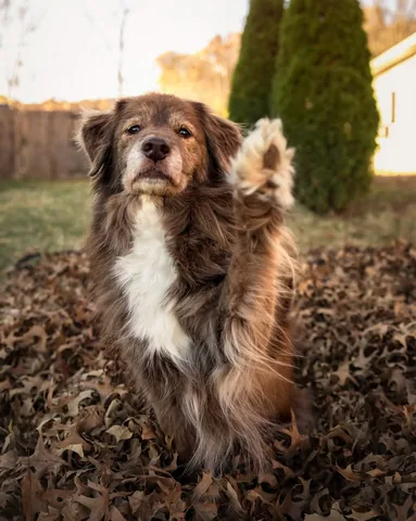 stellatheborderaussie Instagram post about Spring anticipation