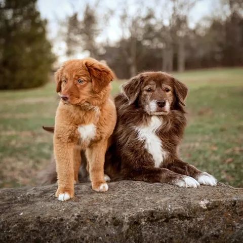 stellatheborderaussie Instagram post about Relationship between Stella and Dolly