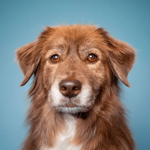 stellatheborderaussie Instagram post about Family and dog update
