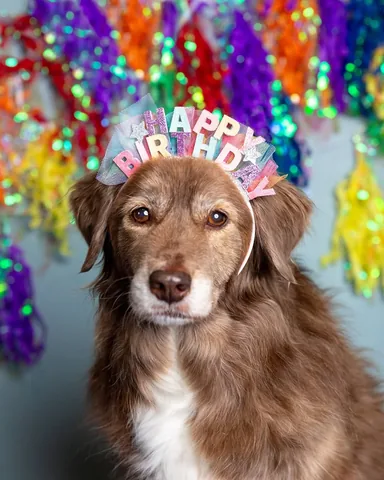 stellatheborderaussie Instagram post about Stella’s birthday