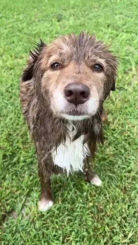 stellatheborderaussie Instagram post about Dog behavior
