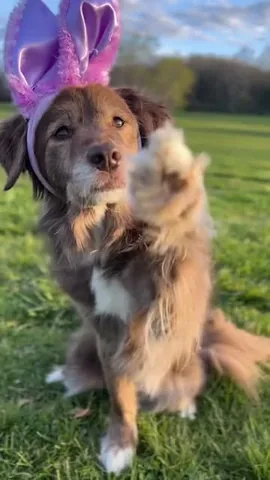 stellatheborderaussie Instagram post about Dog companionship