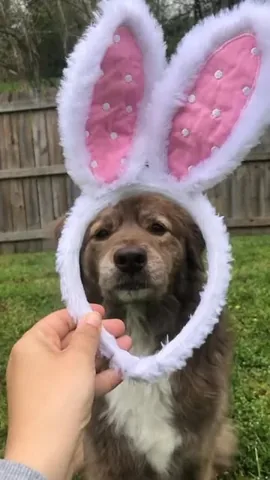 stellatheborderaussie Instagram post about Easter