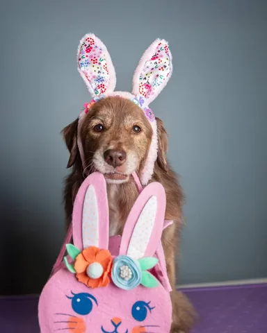 stellatheborderaussie Instagram post about Easter