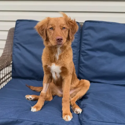 stellatheborderaussie Instagram post about Dolly’s medical condition