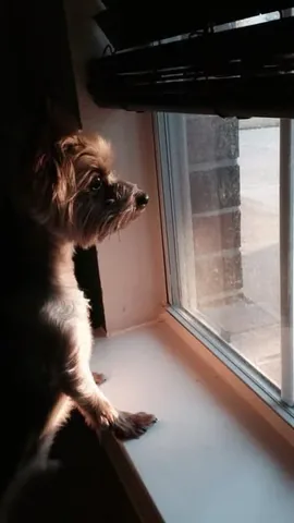stylethegirl Instagram post about Pet loss and grief