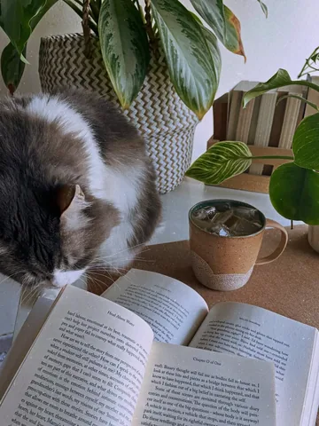 sumaiyya.books Instagram post about Cozy reading lifestyle