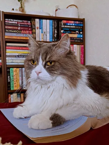sumaiyya.books Instagram post about Cats and reading