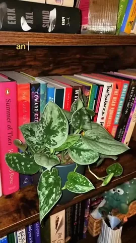 sumaiyya.books Instagram post about Houseplant care