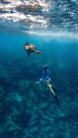 sunchasingtravelers Instagram post about Marine life diving in Baja