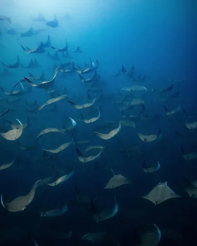 sunchasingtravelers Instagram post about Sea of Cortez ocean safari