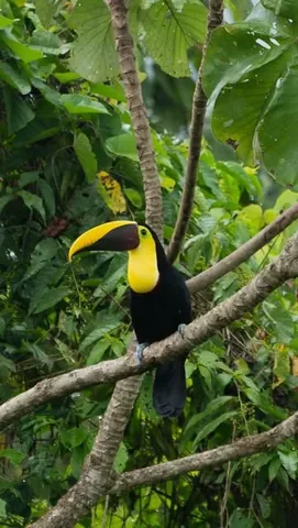 sunchasingtravelers Instagram post about Costa Rican residency and off grid home life