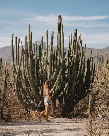 sunchasingtravelers Instagram post about Todos Santos travel guide