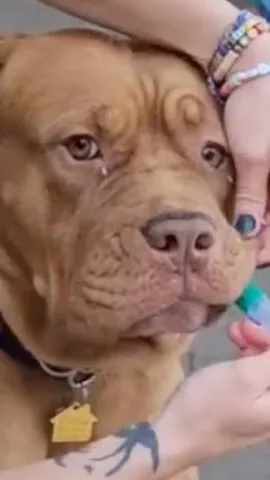 swiftwellness Instagram post about Dog DNA testing