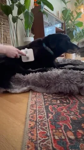 swiftwellness Instagram post about Pet vacuum and grooming