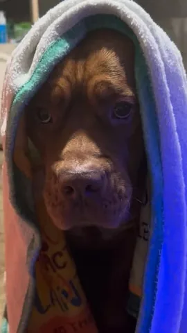 swiftwellness Instagram post about Pet ear care