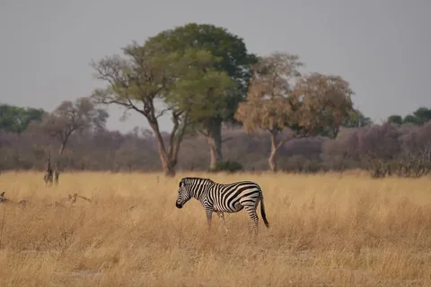 swissvoyagers Instagram post about Botswana safari memories